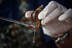 هلام الحلزون للوجه: فوائد سحرية لترطيب البشرة ومكافحة التجاعيد