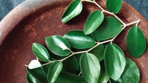 كيف يعمل السدر على زيادة كثافة الشعر