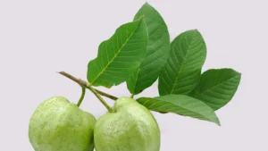 ورق الجوافة المغلي سر الصحة الطبيعية للمناعة والتخسيس