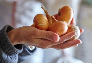 Why you should add onions to your daily diet